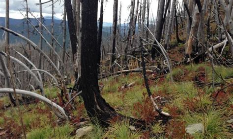 Snow Cover Critical For Revegetation Following High Severity Forest