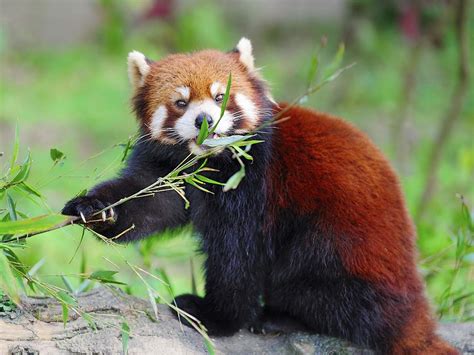 Rote Pandas Kleine Pandas Im Wwf Artenlexikon