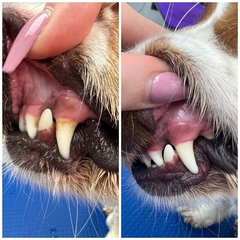 Doggy Dental Health Tips For Maintaining Your Pets Teeth And Gums