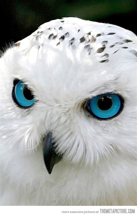 Snow Owl Has Mesmerizing Blue Eyes Pet Birds Animals Beautiful