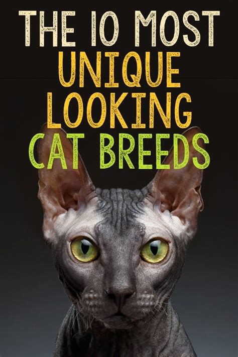 The Most Unique Looking Cat Breeds The Catington Post Cat Breeds