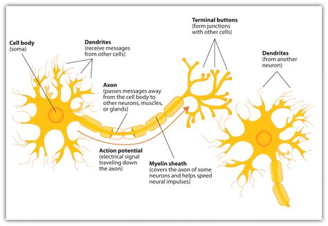 The Neuron Is The Building Block Of The Nervous System