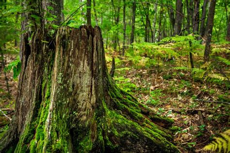 Mossy Tree Stump In A Green Forest In Michigan Stock Image Image Of