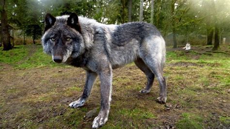 The Largest Wolf In The World Is His Pet Youtube