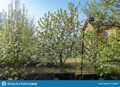 Garden Full Of Fruit Trees With White Flowers In Spring Stock Image