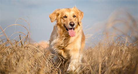 Golden Retriever Everything You Need To Know About The Breed