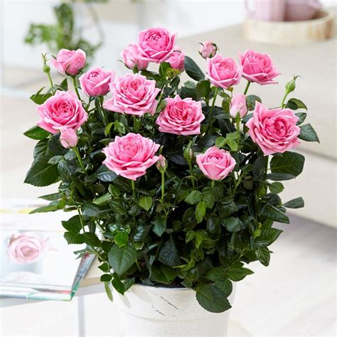 Buy Potted Rose Rosa Palace Rebekah Delivery By Waitrose Garden