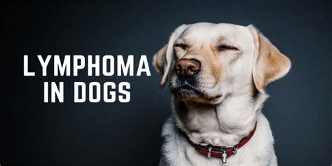 Lymphoma In Dogs Symptoms Diagnosis And Treatment