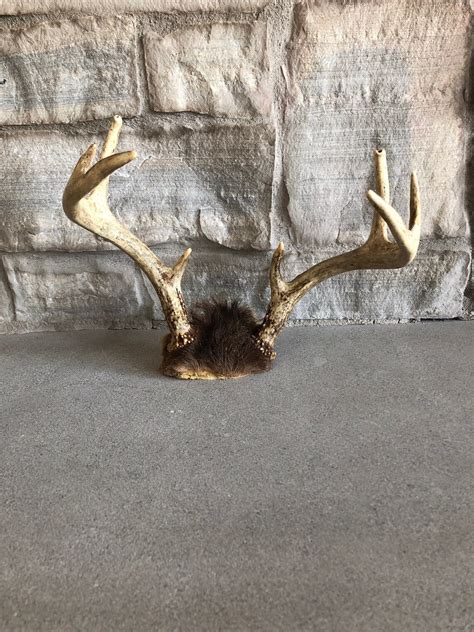 Real Deer Antlers Rustic Man Cave Decor Deer Horn Art Craft Etsy