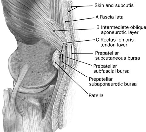New Insights Into The Soft Tissue Anatomy Anterior To The Patella The