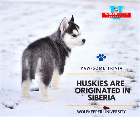 As Their Name Implies Siberian Huskies Originated In—yep You Guessed