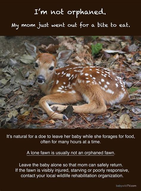 Please Leave Fawns Alone A Lone Fawn Is Usually Not An Orphaned Fawn