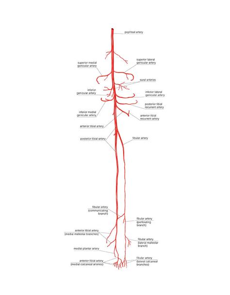 Arterial System Of The Leg Photograph By Asklepios Medical Atlas Pixels