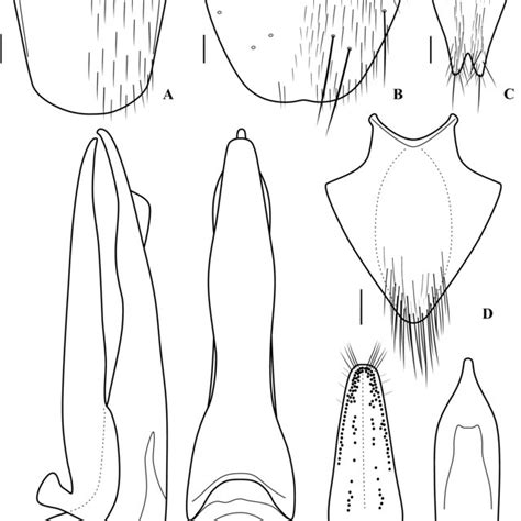 Bolitogyrus Hainanensis Sp Nov A Male Tergite Viii B Male
