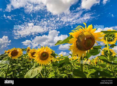Sky Clouds Sunflowers Hi Res Stock Photography And Images Alamy