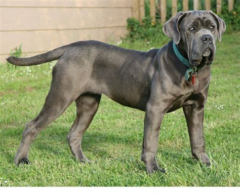 Neapolitan Mastiff Large Dog Breeds Extra Large Dog