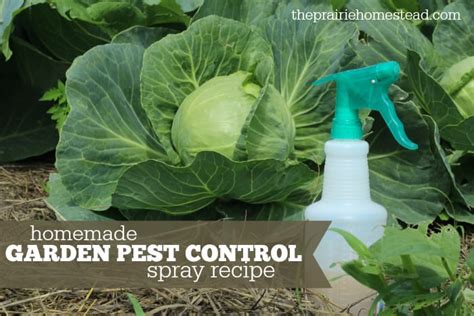 Organic Pest Control Spray For Gardens
