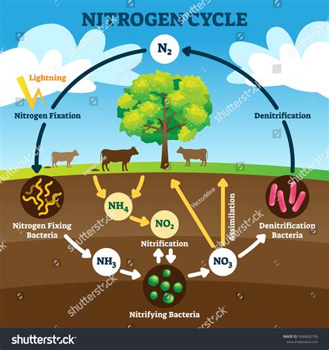 Nitrogen Cycle Vector Labeled Educational Chemical Stock Illustration The Best Porn Website