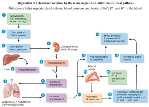 Renin Angiotensin Aldosterone System Flow Chart My Xxx Hot Girl