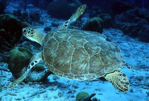 Green Sea Turtles Are No Longer Endangered In Florida And Mexico