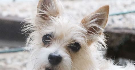Pixel Small Female Maltese X Miniature Fox Terrier Mix Dog In Qld