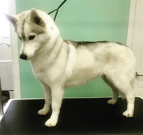 Miniature Siberian Husky Prices Breeders And More