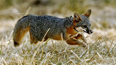 Once Nearly Extinct California Island Foxes No Longer Endangered Ncpr