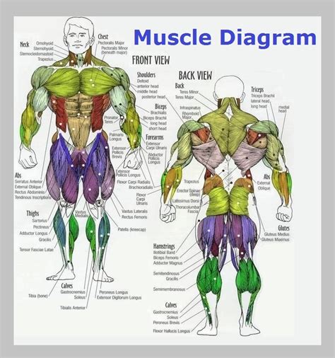 Human Muscles Diagram Unlabeled Human Muscular System