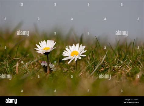 Hills Daisy Hi Res Stock Photography And Images Alamy