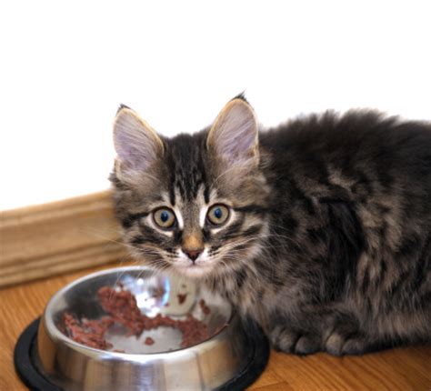 Experts answer six common questions about kitten 3. 3 Reasons to Feed Your Cat Wet Food