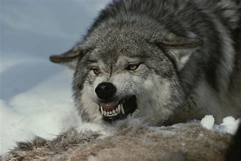 Alpha Wolves Hörbuch Reihe