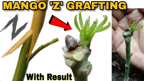 Mango Z Grafting New And Unique Way To Graft Mango Tree Mango
