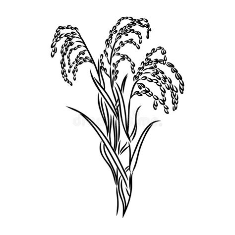 Rice Set Plant Of Rice And Rice Field Hand Drawn Vector Illustration