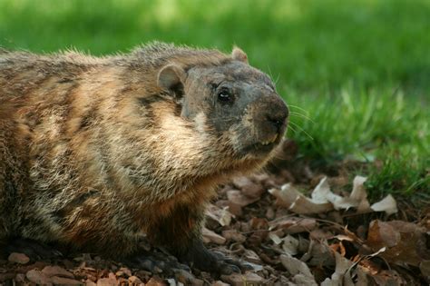 How Long Has Ground Hog Day Been Around? - Prescott Valley Real Estate