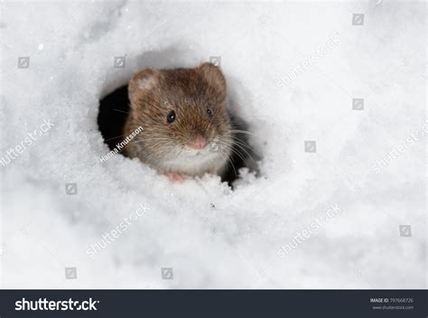 1562 Snow Vole Images Stock Photos And Vectors Shutterstock