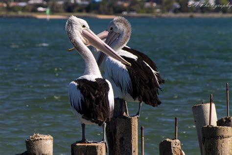 Jul 25, 2012 · the brown pelican is a comically elegant bird with an oversized bill, sinuous neck, and big, dark body. The Greatest of These is LOVE: World Bird Wednesday ...