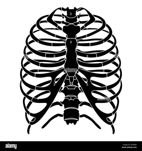 Skeleton Human Rib Cage Silhouette Body Bones Sternum Chest Thoracic Vertebra Sternum