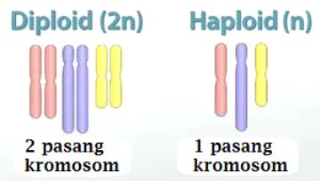 Maybe you would like to learn more about one of these? Haploid | Kamus Biologi