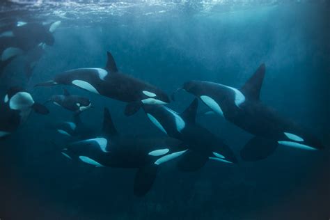 Killer Whales Are Beaching Themselves To Snag A Meal