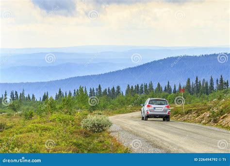 Road Through A High Pine Forest The Grass Is Green Around Tall Slender