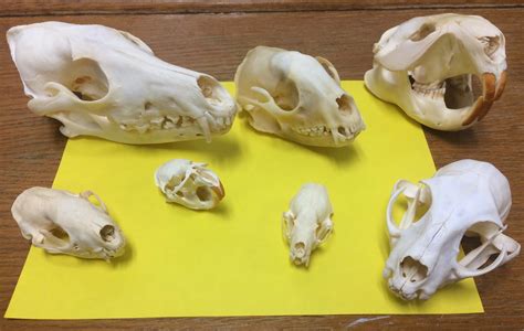 Animal Bones Identification And Exploration Program For