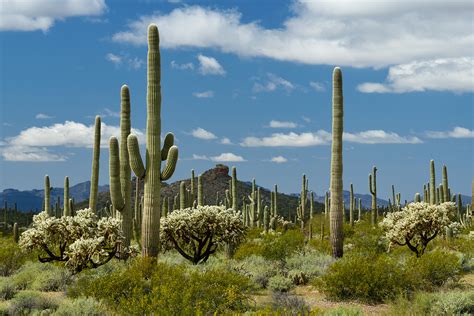 Photo Parc National De Organ Pipe Cactus Arizona Usa Paysage