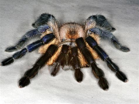 When most people heard the word spider, they freak out! There's a Tarantula Version of the Westminster Dog Show ...