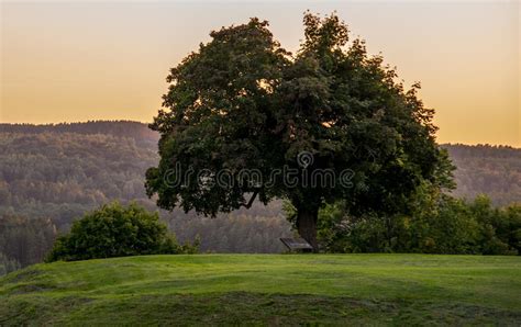 Tree On A Hill At Sunset Stock Image Image Of Landmark 99122525
