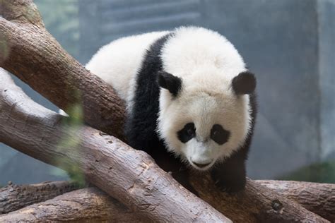 Baby Panda On Logs Eric Kilby Flickr