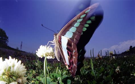 Beautiful Butterflies Butterflies Wallpaper Fanpop