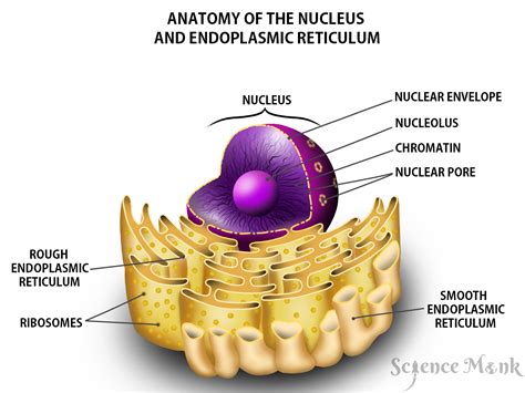 Endoplasmic Reticulum Nursing School Studying Complex Systems The Cell