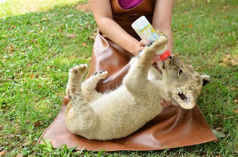 Zookeeper Feeding Baby Lion Editorial Photography Image 40183182