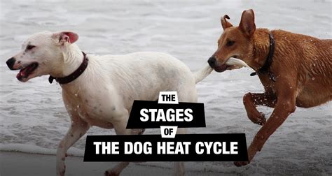 Understanding The Dog Heat Cycle Stages And Signs