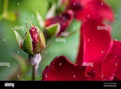 Budding Flowers High Resolution Stock Photography And Images Alamy